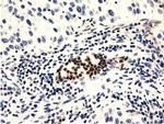 GAS7 Antibody in Immunohistochemistry (Paraffin) (IHC (P))