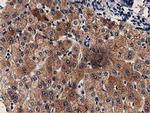 GSTT2 Antibody in Immunohistochemistry (Paraffin) (IHC (P))