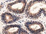 GSTT2 Antibody in Immunohistochemistry (Paraffin) (IHC (P))