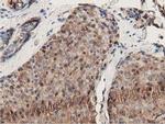 GSTT2 Antibody in Immunohistochemistry (Paraffin) (IHC (P))