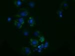 Adenylate Kinase 3 Antibody in Immunocytochemistry (ICC/IF)