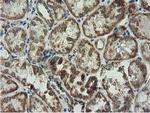 Adenylate Kinase 3 Antibody in Immunohistochemistry (Paraffin) (IHC (P))