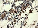 MICAL1 Antibody in Immunohistochemistry (Paraffin) (IHC (P))