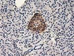 MICAL1 Antibody in Immunohistochemistry (Paraffin) (IHC (P))