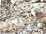 MICAL1 Antibody in Immunohistochemistry (Paraffin) (IHC (P))