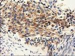 Adenylate Kinase 3 Antibody in Immunohistochemistry (Paraffin) (IHC (P))