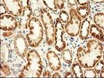 Adenylate Kinase 3 Antibody in Immunohistochemistry (Paraffin) (IHC (P))