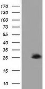 Adenylate Kinase 3 Antibody in Western Blot (WB)