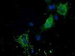 PYCR2 Antibody in Immunocytochemistry (ICC/IF)