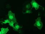 GAS7 Antibody in Immunocytochemistry (ICC/IF)