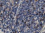 GAS7 Antibody in Immunohistochemistry (Paraffin) (IHC (P))