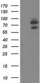 OSBPL11 Antibody in Western Blot (WB)