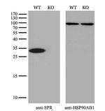 SPR Antibody in Western Blot (WB)