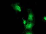 Bestrophin 3 Antibody in Immunocytochemistry (ICC/IF)