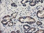 SPR Antibody in Immunohistochemistry (Paraffin) (IHC (P))