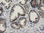 SPR Antibody in Immunohistochemistry (Paraffin) (IHC (P))