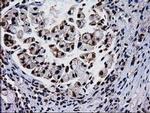 XLF Antibody in Immunohistochemistry (Paraffin) (IHC (P))