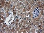 XLF Antibody in Immunohistochemistry (Paraffin) (IHC (P))