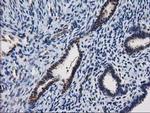 XLF Antibody in Immunohistochemistry (Paraffin) (IHC (P))