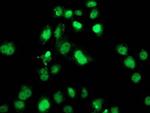 SAMHD1 Antibody in Immunocytochemistry (ICC/IF)