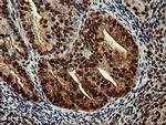 SAMHD1 Antibody in Immunohistochemistry (Paraffin) (IHC (P))