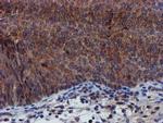 PYCRL Antibody in Immunohistochemistry (Paraffin) (IHC (P))