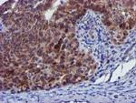 PYCRL Antibody in Immunohistochemistry (Paraffin) (IHC (P))