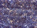 PYCRL Antibody in Immunohistochemistry (Paraffin) (IHC (P))