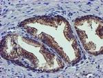 PYCRL Antibody in Immunohistochemistry (Paraffin) (IHC (P))