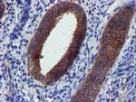 PYCRL Antibody in Immunohistochemistry (Paraffin) (IHC (P))