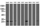 PYCRL Antibody in Western Blot (WB)