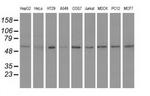 Syntrophin alpha-1 Antibody in Western Blot (WB)