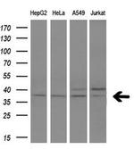 FKBPL Antibody in Western Blot (WB)