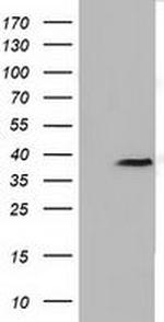 FKBPL Antibody in Western Blot (WB)