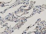 Annexin A3 Antibody in Immunohistochemistry (Paraffin) (IHC (P))