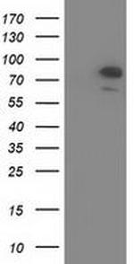 OSBPL11 Antibody in Western Blot (WB)