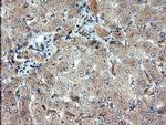 DUPD1 Antibody in Immunohistochemistry (Paraffin) (IHC (P))