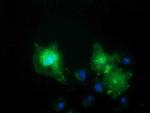 VSIG2 Antibody in Immunocytochemistry (ICC/IF)