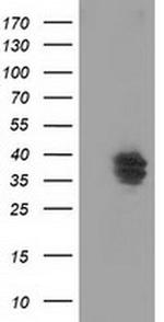 VSIG2 Antibody in Western Blot (WB)