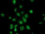 Annexin A3 Antibody in Immunocytochemistry (ICC/IF)