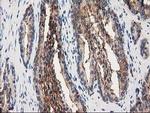 Annexin A3 Antibody in Immunohistochemistry (Paraffin) (IHC (P))