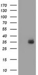 VSIG2 Antibody in Western Blot (WB)