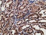 LMAN1 Antibody in Immunohistochemistry (Paraffin) (IHC (P))