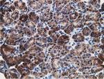 LMAN1 Antibody in Immunohistochemistry (Paraffin) (IHC (P))