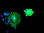 BIN3 Antibody in Immunocytochemistry (ICC/IF)