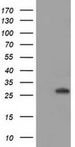 BIN3 Antibody in Western Blot (WB)