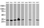 BIN3 Antibody in Western Blot (WB)