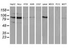 ERK5 Antibody in Western Blot (WB)