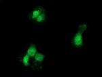 GCKR Antibody in Immunocytochemistry (ICC/IF)