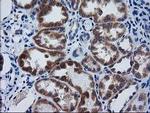 GCKR Antibody in Immunohistochemistry (Paraffin) (IHC (P))